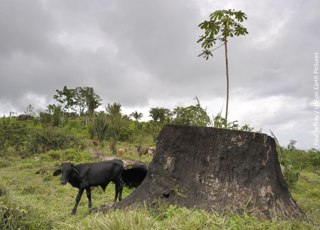 Investment Myths: Biofuels